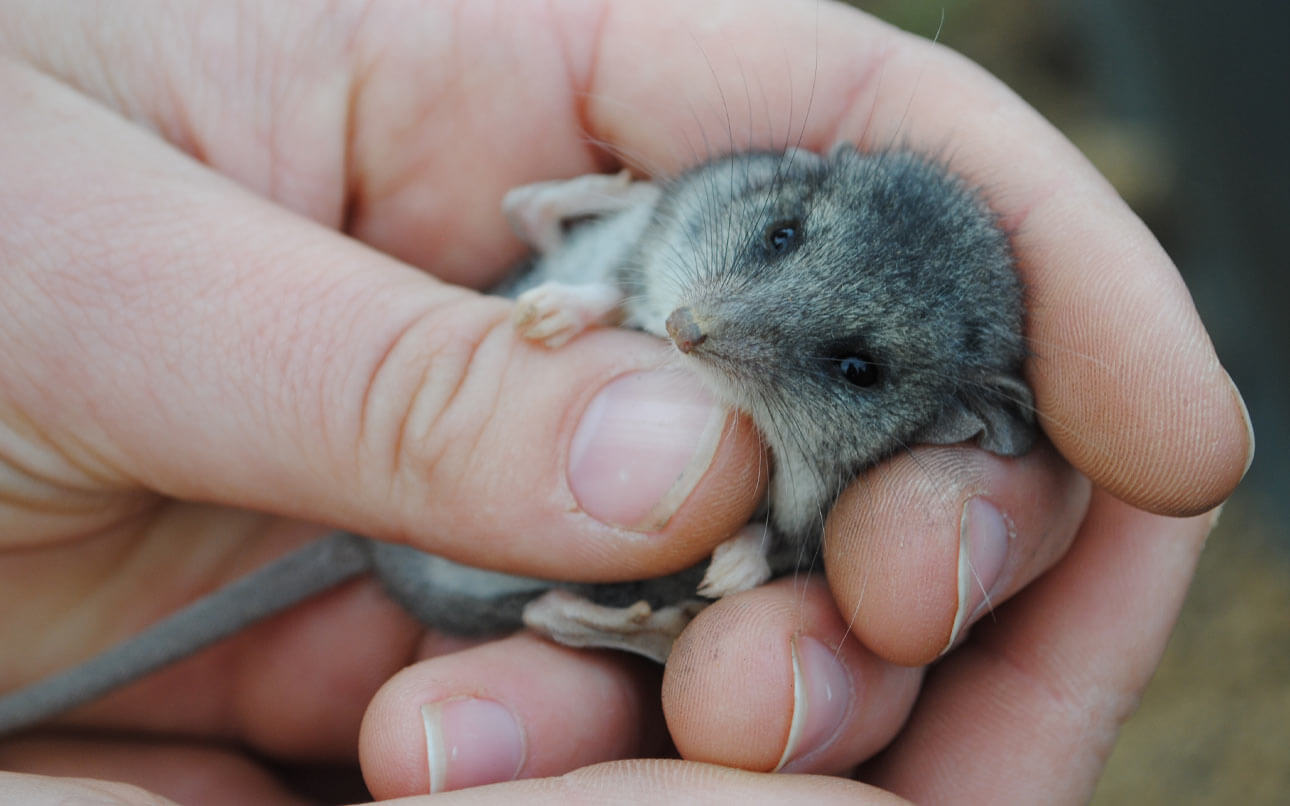 Kangaroo-Island-Dunnart