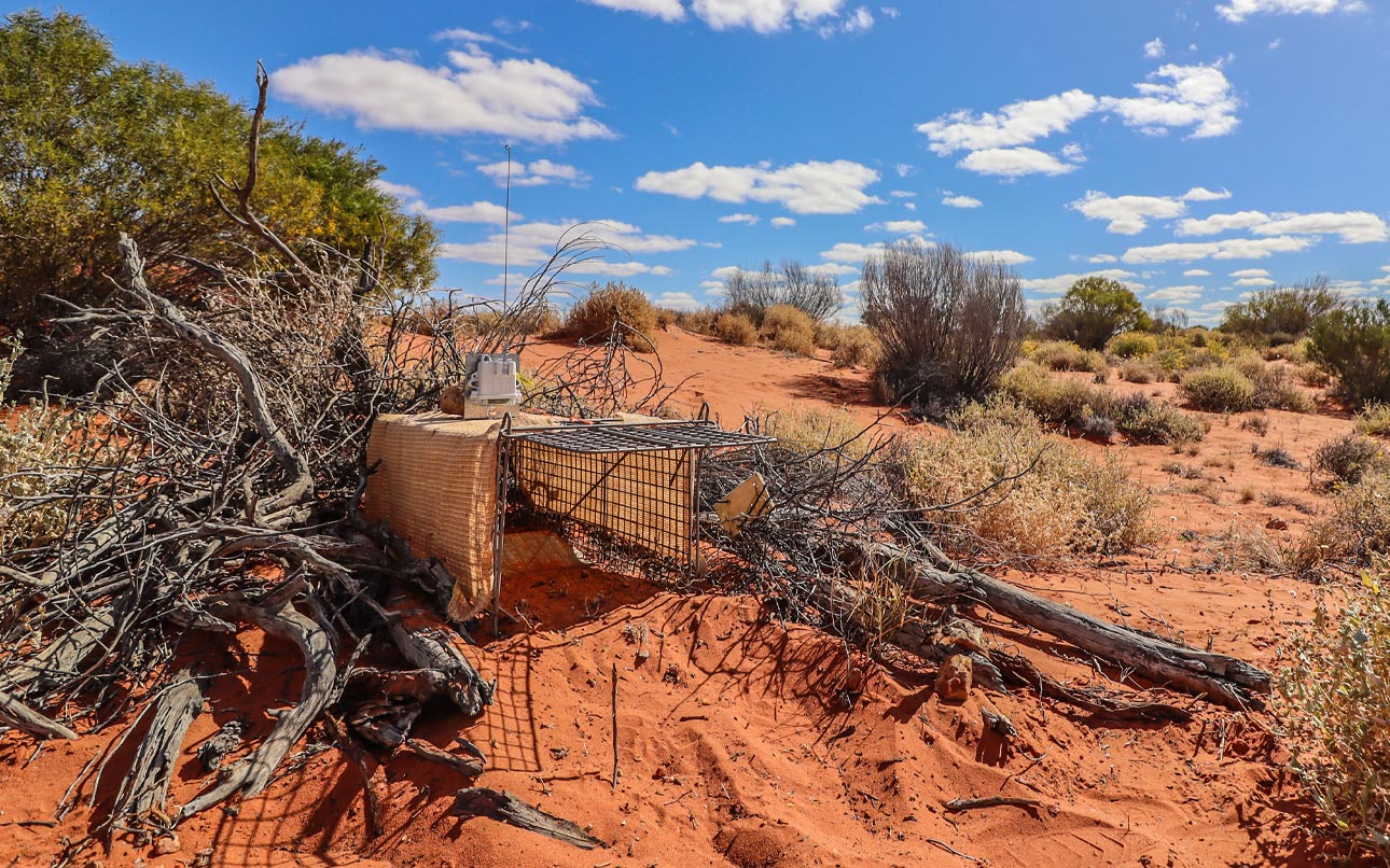 Celium Cat Trap - Arid Recovery