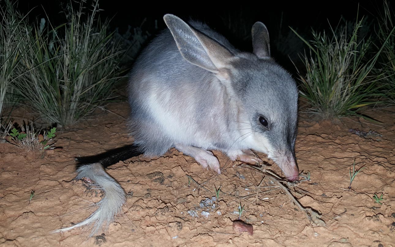 Arid Recovery - Bilby