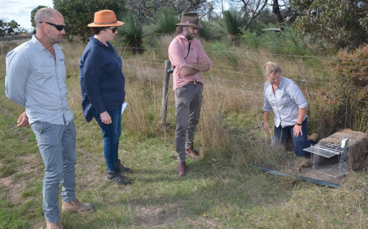 Augmented cat trap - Kangaroo Island