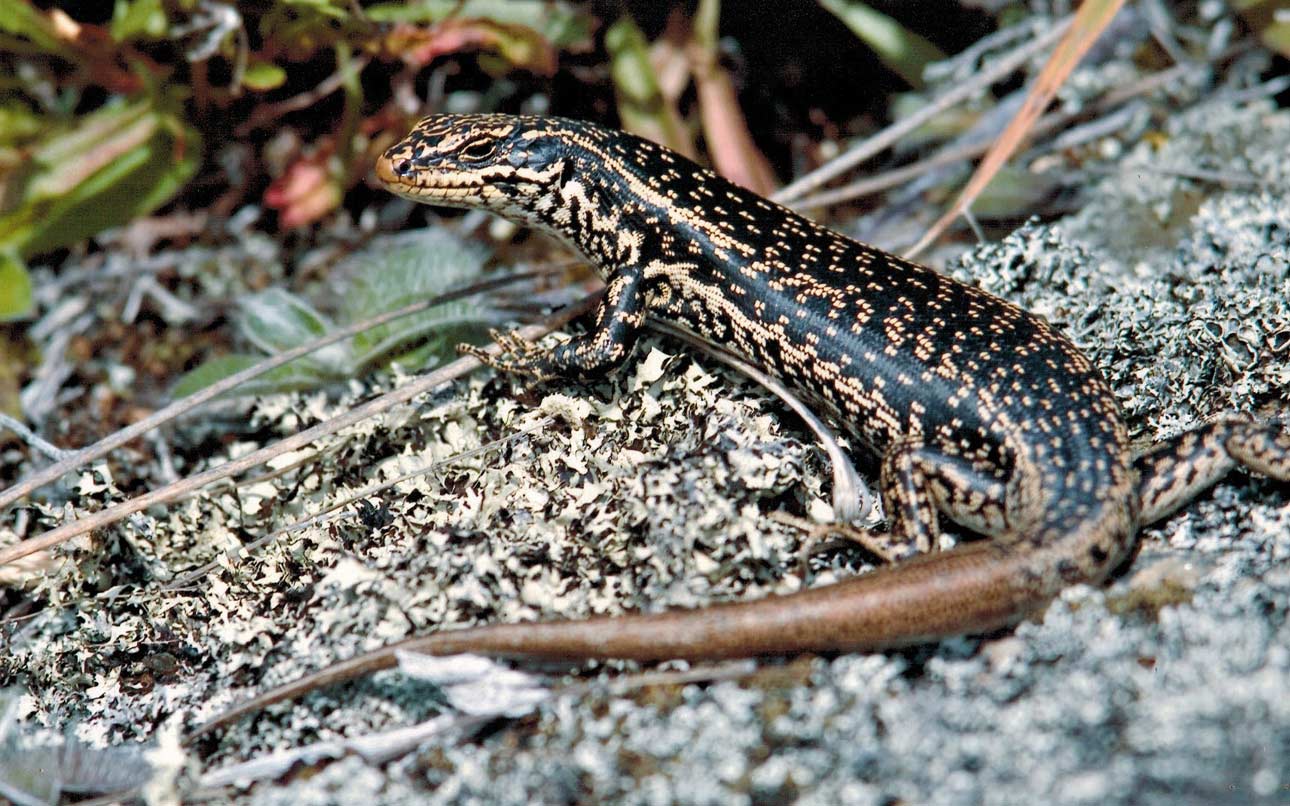 Otago Grand Skink